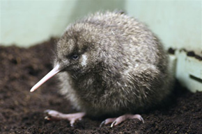 Great Spotted Kiwi